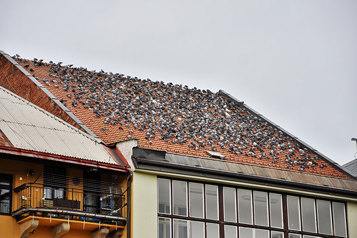A2B Pest Control are able to install spikes to deter birds from roofs in Attleborough. 