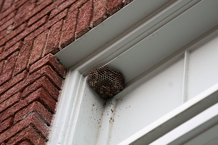 We provide a wasp nest removal service for domestic and commercial properties in Attleborough.